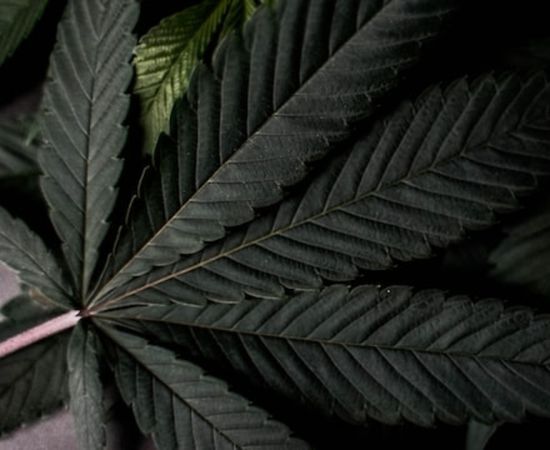 origen de la marihuana negra